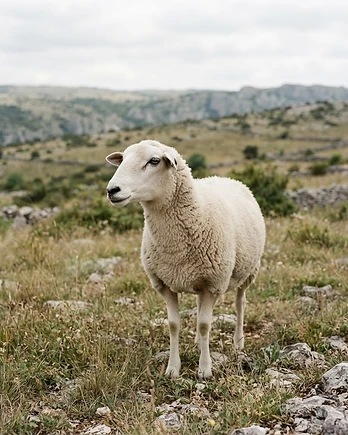 Close-up portrait of a Lacaune sheep showing the texture of its fleece