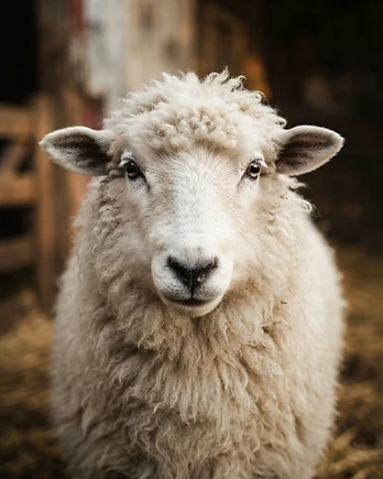 Close-up portrait of a Romney sheep showing the texture of its fleece