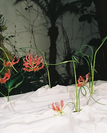 Gloriosa lily close-up with curling scape on white cloth