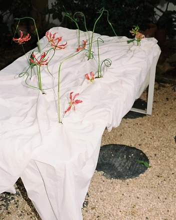 Gloriosa lilies emerging through white draped cloth at night