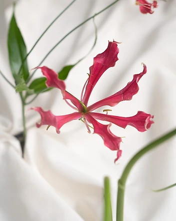 Gloriosa lily close-up on white linen