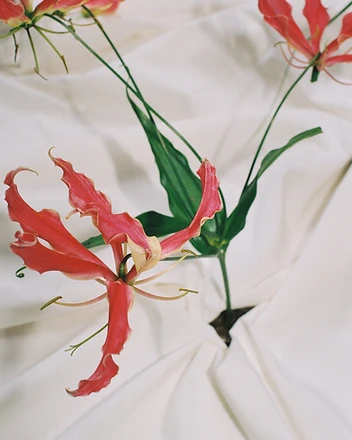 Close-up of red gloriosa lily lying on white fabric