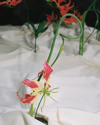 Multiple gloriosa lilies arranged on sculptural white cloth