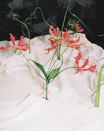 Single dramatic gloriosa lily stem on white linen