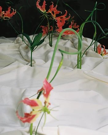 Gloriosa lily installation viewed from above in dark setting