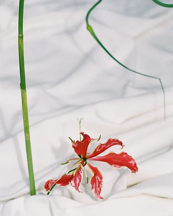Detail of gloriosa lily petals and wild stems