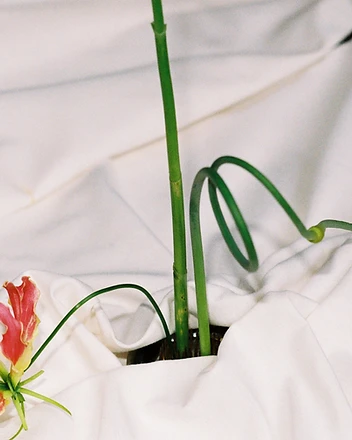 Red gloriosa lily close-up on rumpled white linen