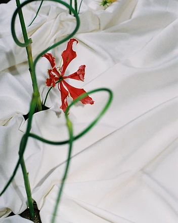Gloriosa lilies with curling stems against white linen