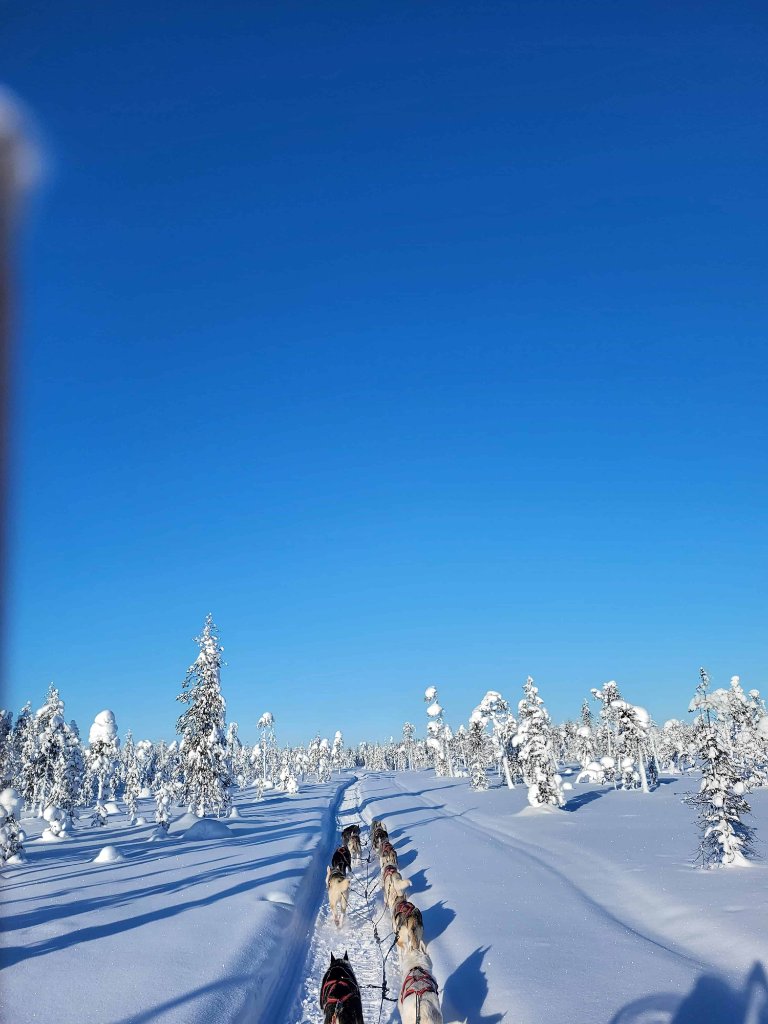 Rami's Huskies Private 15 km husky safari