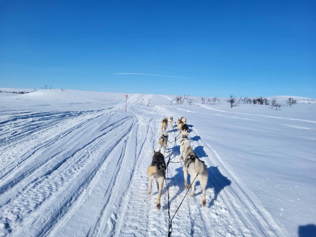 Rami's Huskiesin vetokoiria kennelillä Kallon kylässä Lapissa