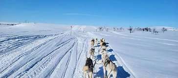 Private 10km husky safari 4 hengelle