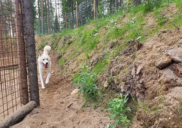 Husky liikkeellä kennel-alueella
