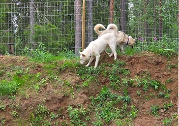 Kaksi huskya kesätarhassa