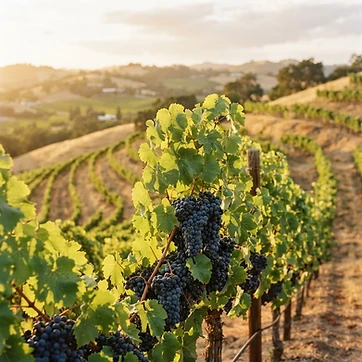 Hillside — a Merlot vine in our Napa vineyard, lush green leaves and ripe grapes