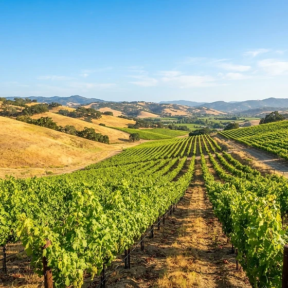 Sunlit grapevine rows over golden Napa Valley hills