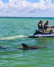 Clearwater Beach jet ski island tour — couple on a jet ski riding beside two wild dolphins