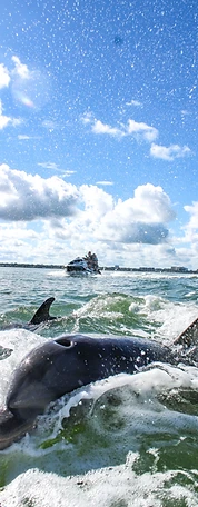 Clearwater Beach jet ski island tour — dolphin surfacing close to the camera with a jet ski cruising behind