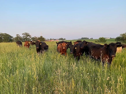 Farm Tours at The Ole Bus Farm