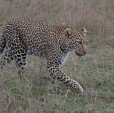Ngorongoro Crater