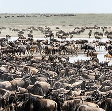 Serengeti