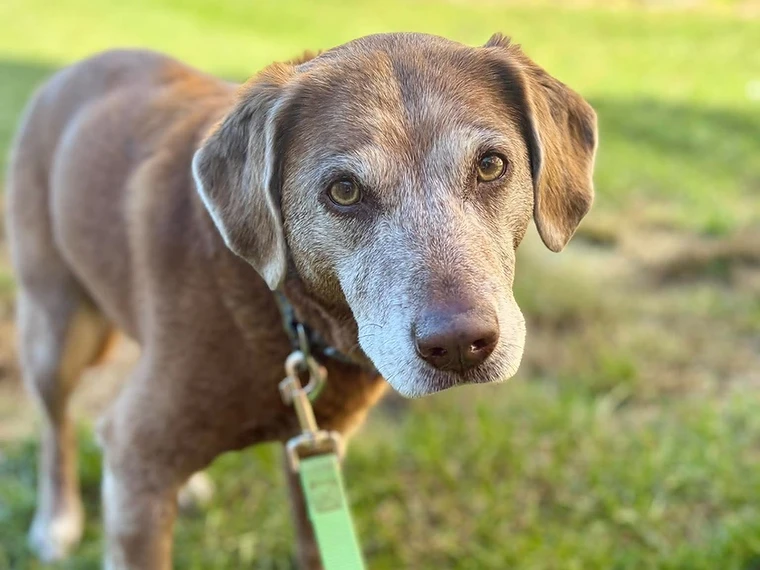 A senior dog with a graying face standing on a green lawn
