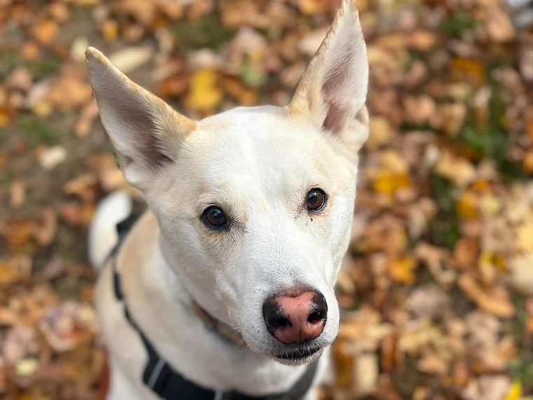 A white dog with tan markings sitting among autumn leaves