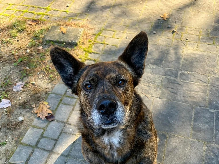A brindle dog sitting on a stone walkway