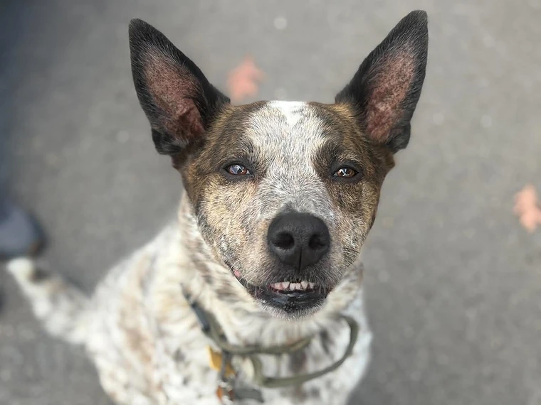 A mottled heeler mix dog sitting and looking at the camera