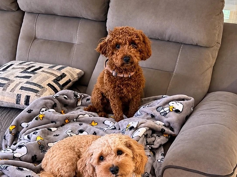 Two small fluffy dogs relaxing together on the couch