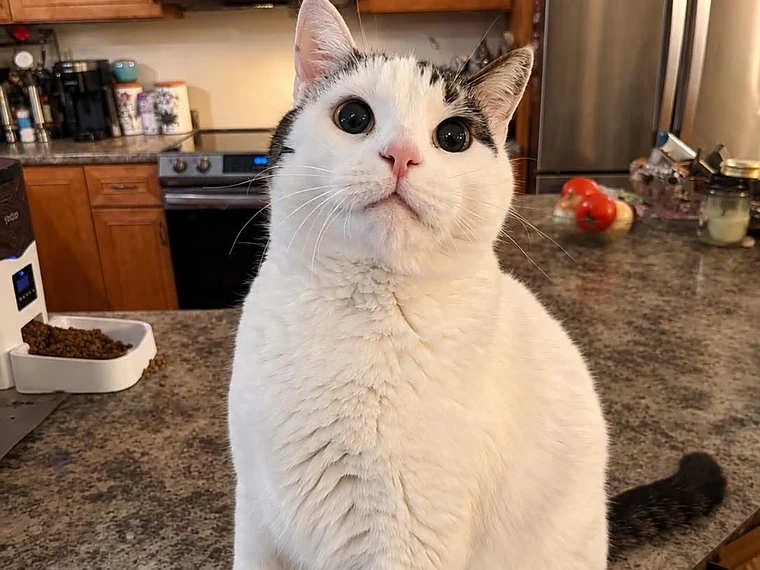 A white cat with tabby markings sitting on a kitchen counter