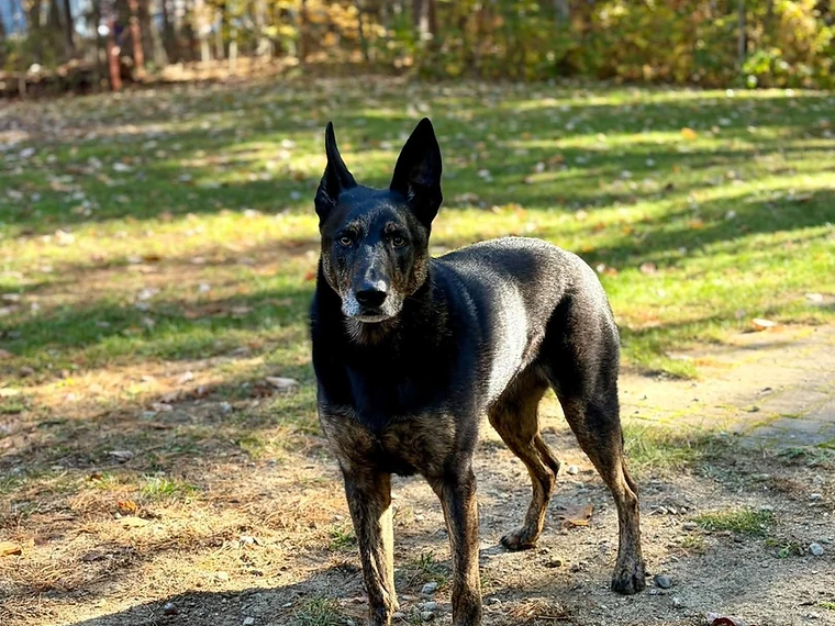 A dark brindle dog standing on a forest path