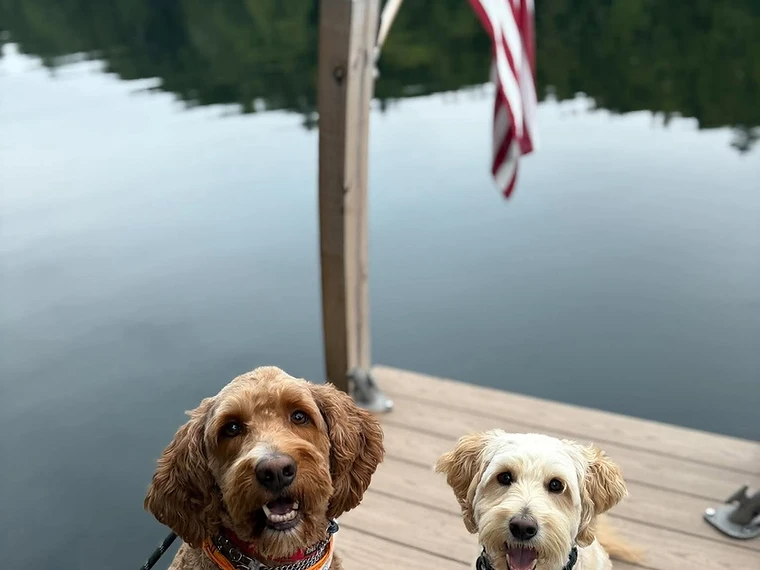 Two happy doodle dogs sitting together on a dock by the water