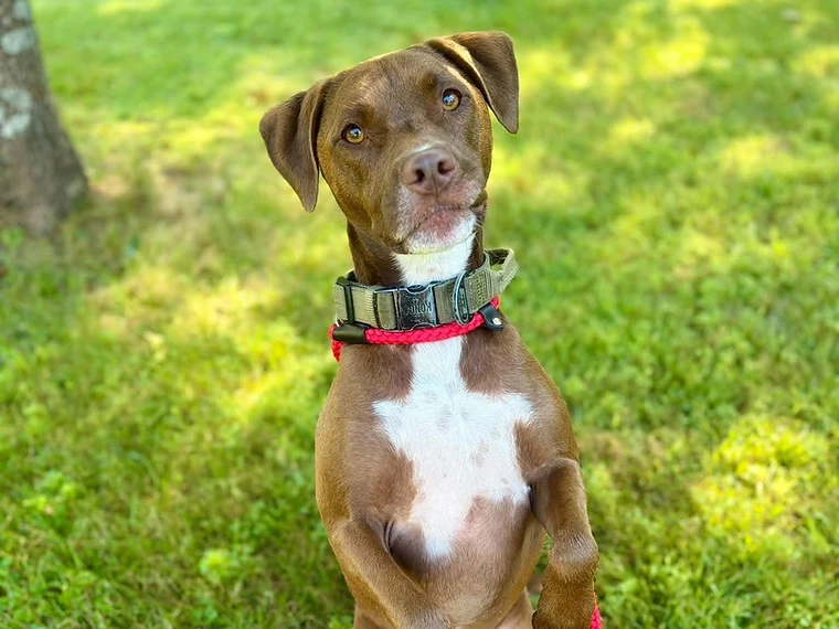 A brown dog standing on its hind legs on a green lawn