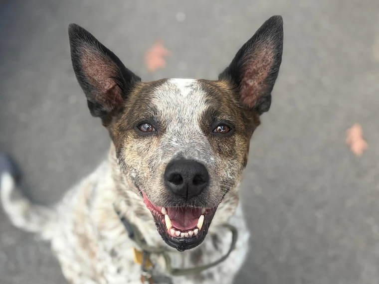 A blue heeler dog with erect ears outdoors
