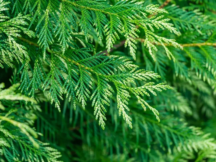 Western Red Cedar foliage