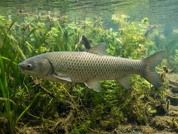Fotografia realista de carpa-capim