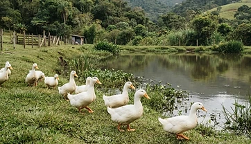 Patos