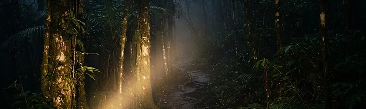 Trilha durante a noite