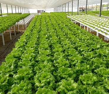 Fazenda Gessner