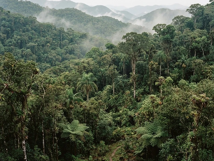 Floresta nativa de Mata Atlântica com neblina entre os troncos