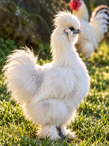 Galinha sedosa da Fazendinha