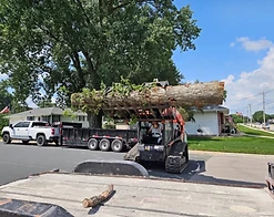 Skid steer with grapple loading a large log on a residential street