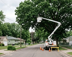 White bucket truck with boom extended into a large tree