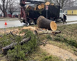 Crane truck loading a large trunk section onto the bed on a residential street