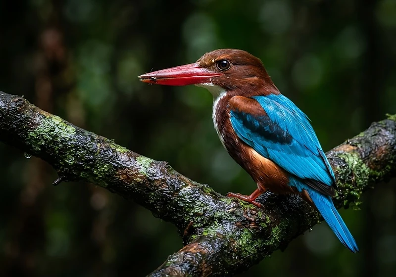 White-throated kingfisher on wet tropical bark