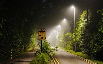 Night Survey Walk