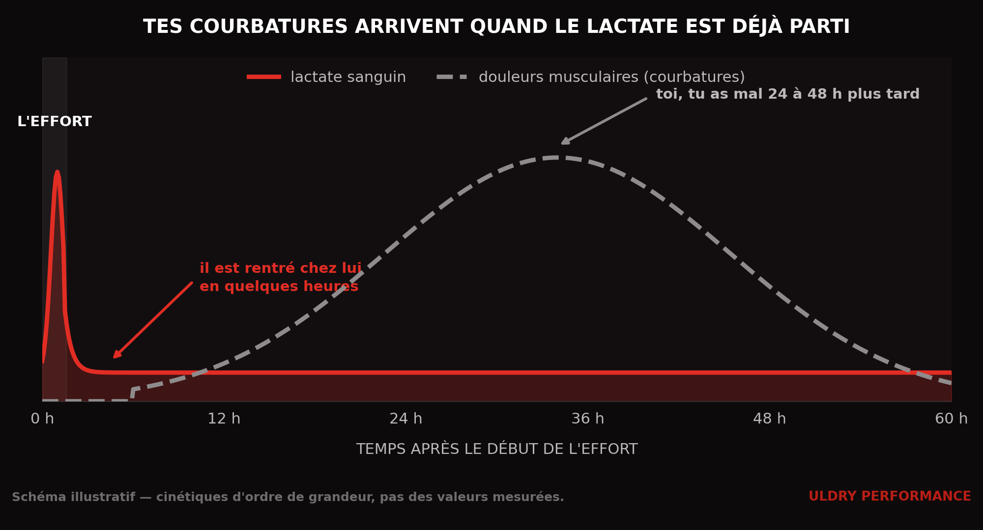 Comparaison des cinétiques du lactate sanguin et des courbatures après un effort : le lactate redescend en quelques heures, les courbatures culminent à 24-48 h