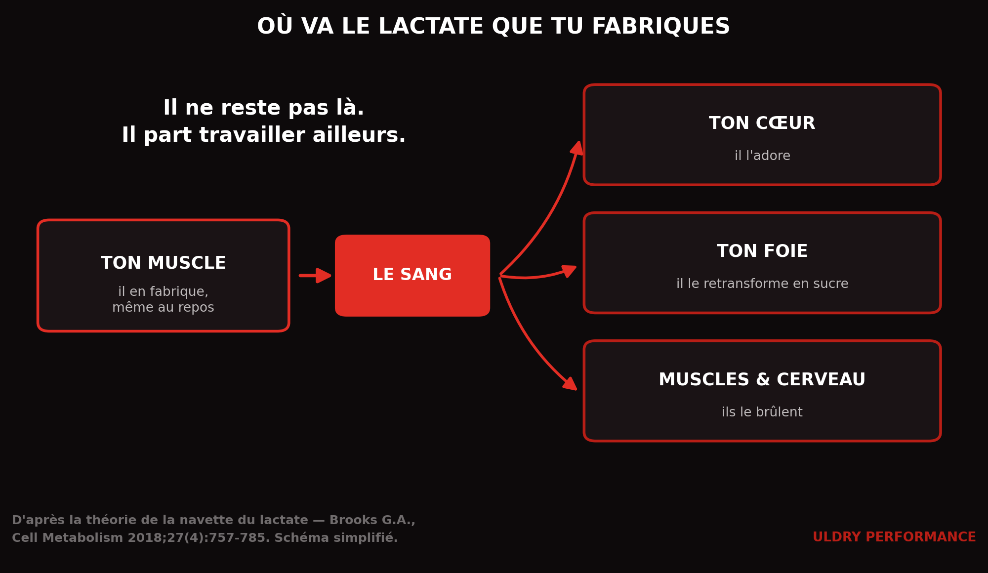 Schéma de la navette du lactate : le muscle produit le lactate, il circule par le sang et est consommé par le cœur, le foie, les autres muscles et le cerveau