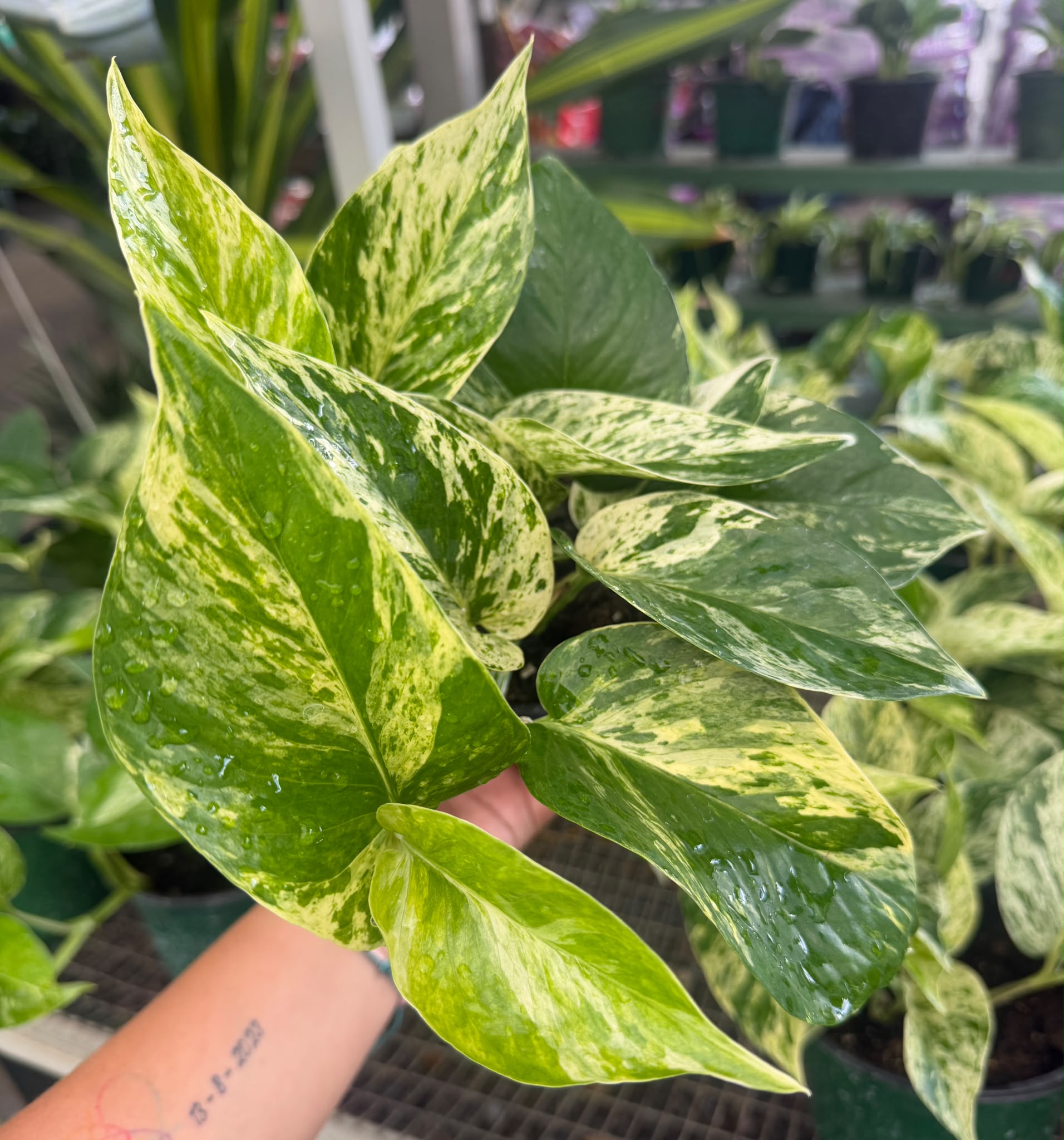 Pothos