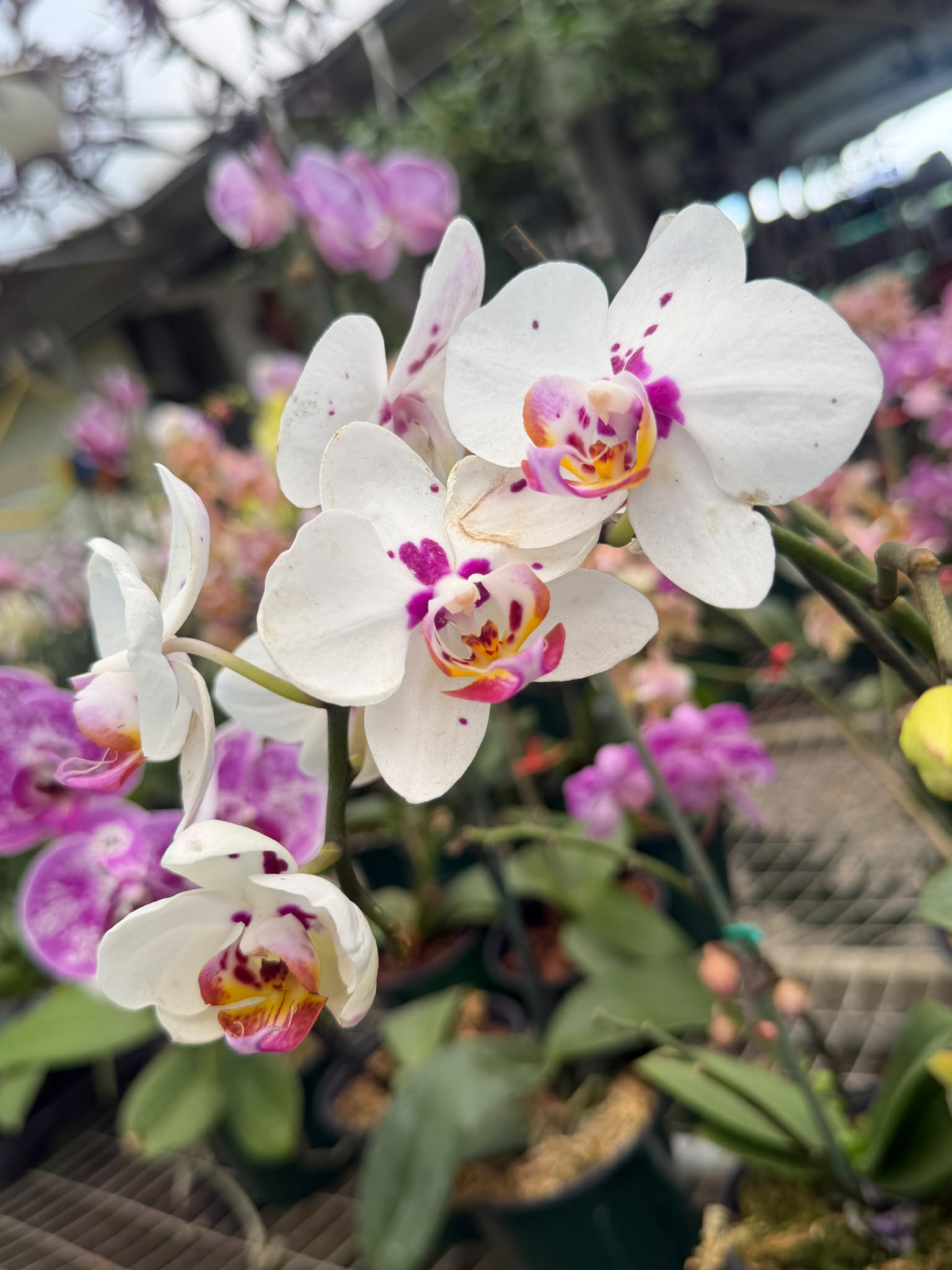 Orquídeas